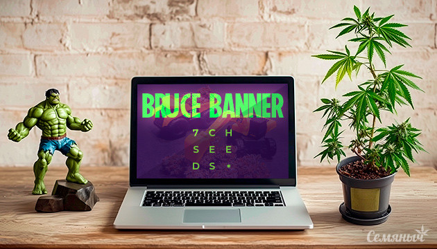 Гроурепорт Bruce Banner от сидбанка Семяныч