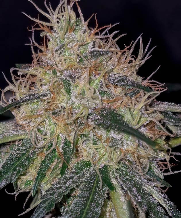 Шишка сорта EL Valle Haze