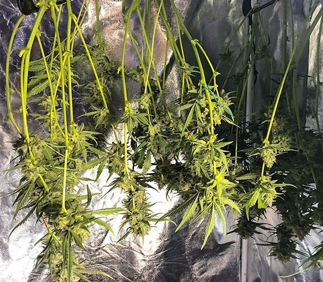 подготовка к харвесту Gelato Auto