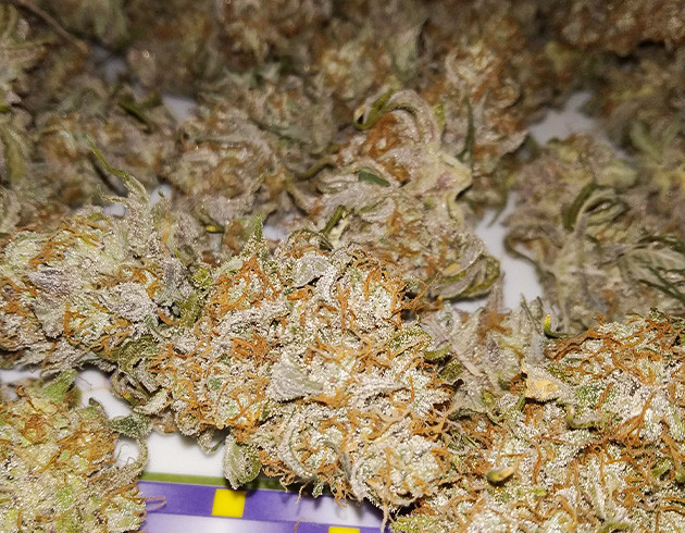 Сухие шишки