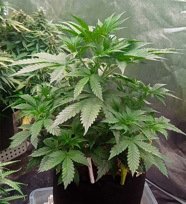 Стимуляция роста куста White Widow Auto