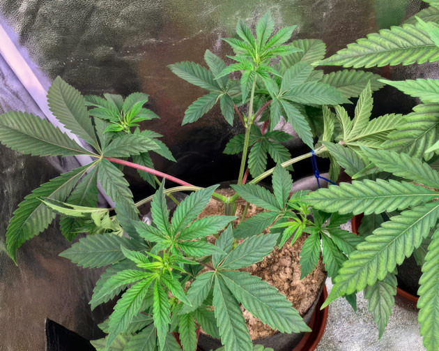 4 неделя выращивания сорта конопли Poddy Mouth