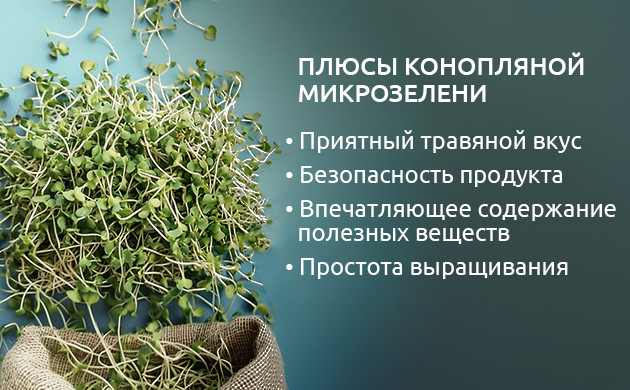 Вкусные ростки конопли