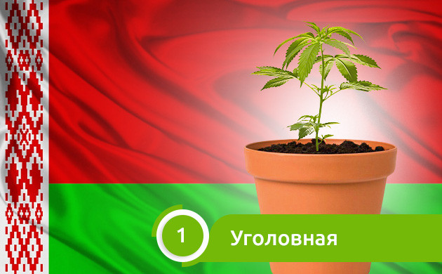 Уголовная ответственность за выращивание конопли в Беларуси