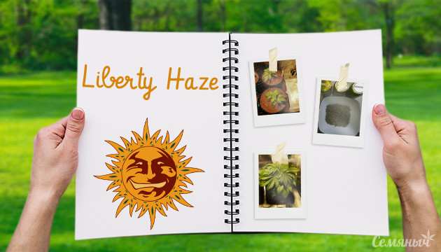Выращивание сорта Liberty Haze