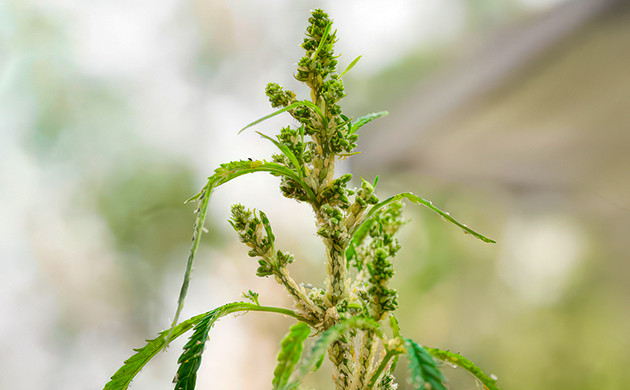 Симптомы повреждения листвы тлей