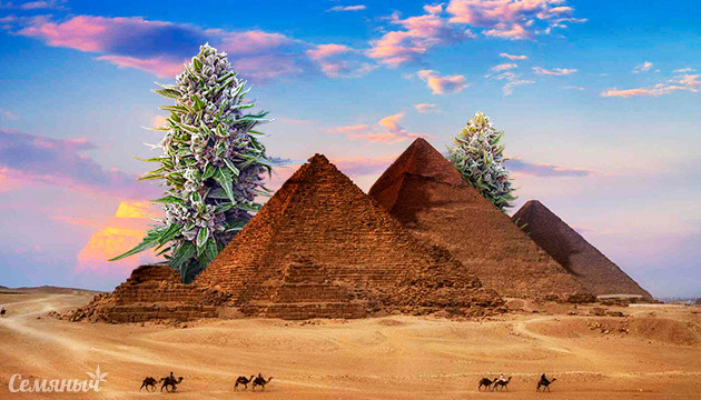 Все о конопле в Египте