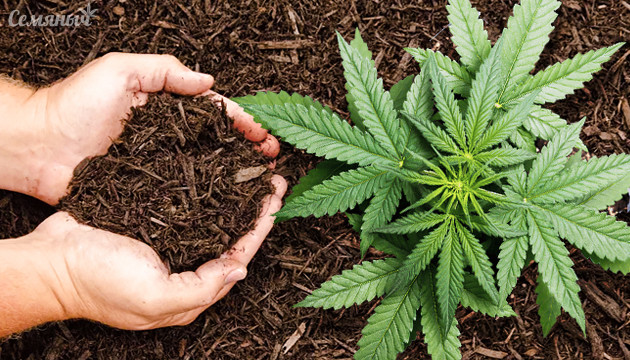 Использование мульчи для каннабиса