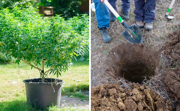 При жаре перенесите растение в яму