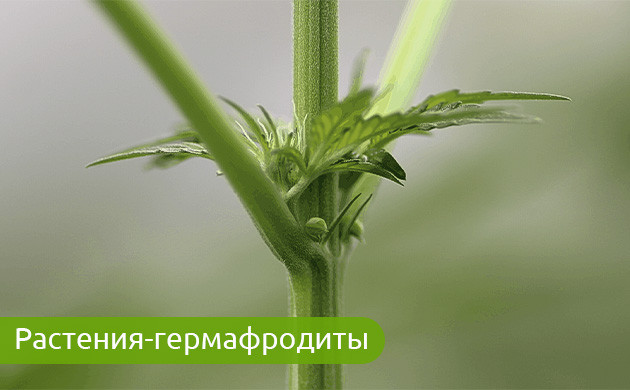 Растения-гермафродиты и их влияние на урожай