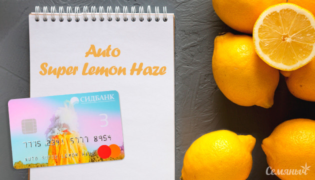 Выращивание сорта Super Lemon Haze Auto