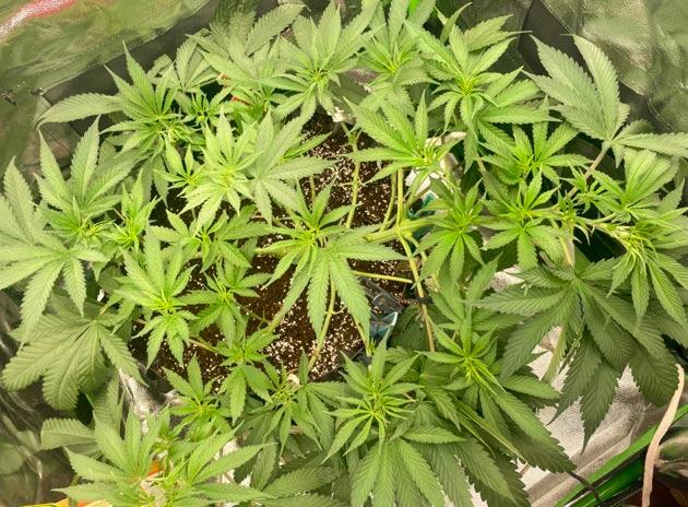 Куст Fullgas от Green House Seeds на 5 неделе