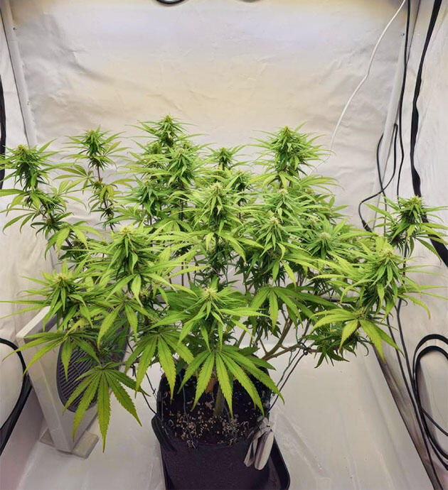 Куст Super Silver Haze на фазе цветения