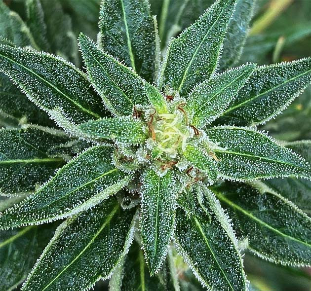 Стимуляция цветения куста Голоса