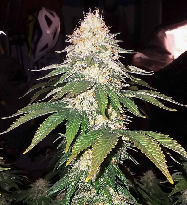 Предхарвест Pineapple Chunk