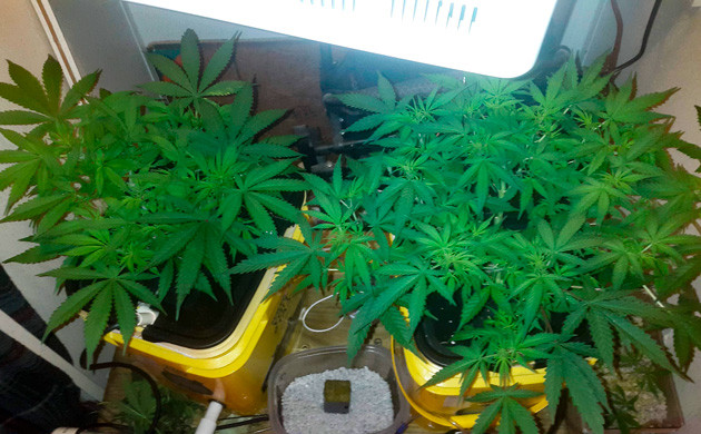 Густые кусты конопли