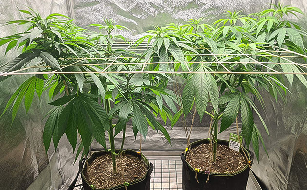 перевод конопли Chemical Bride в режим 12/12