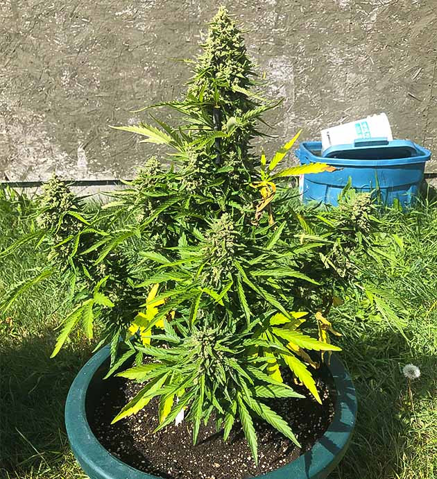Сбор урожая с куста Original Jack Herer Auto