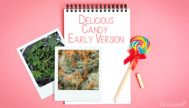 Гроурепорт сорта марихуаны Delicious Candy Early Version fem