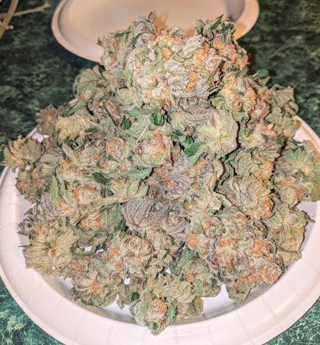 Харвест Sapphire OG