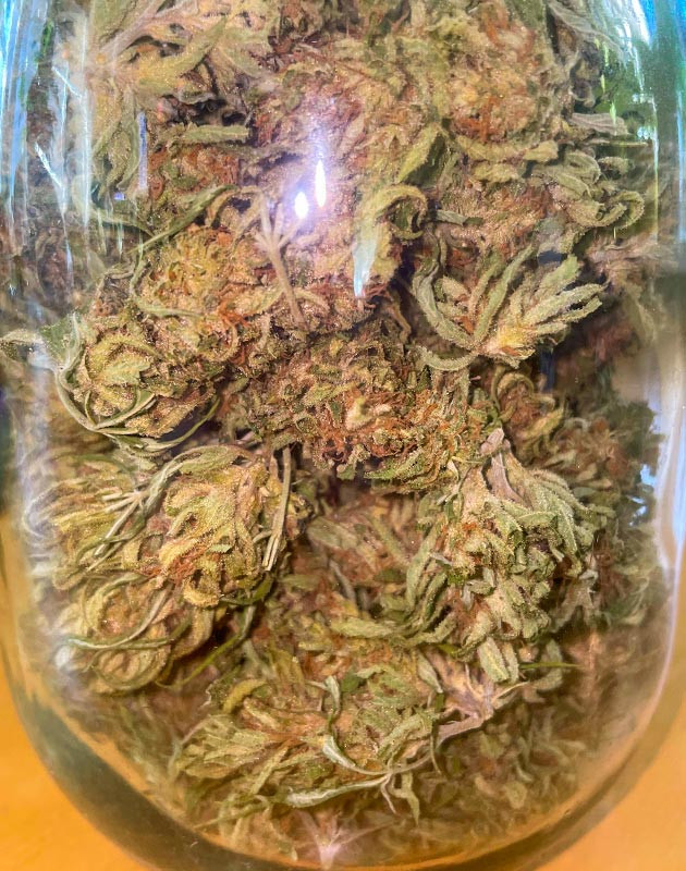 Впечатления от сорта Bruce Banner #3