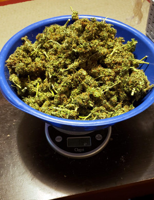 Урожай конопли сорта Mexican Airlines auto fem