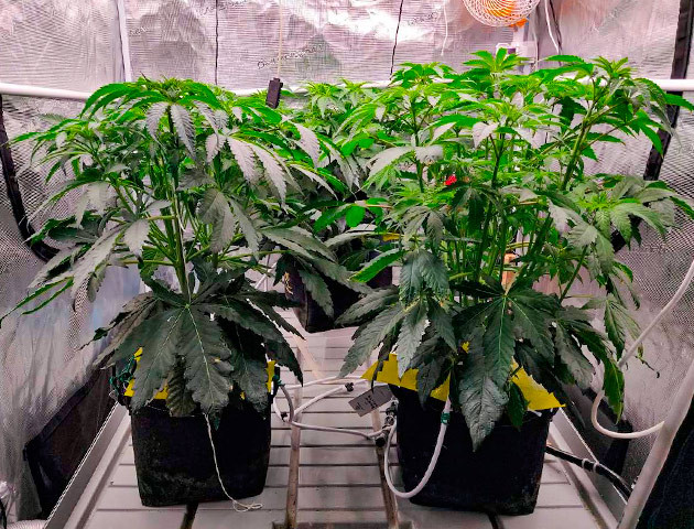 Тренировка конопли Biscotti Mintz методом LST