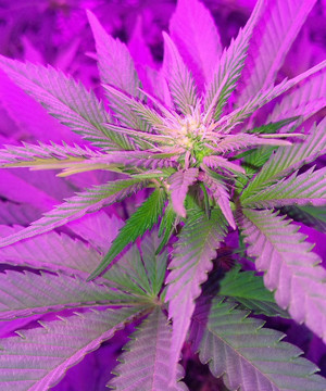 Начало цветения на 6 неделе выращивания