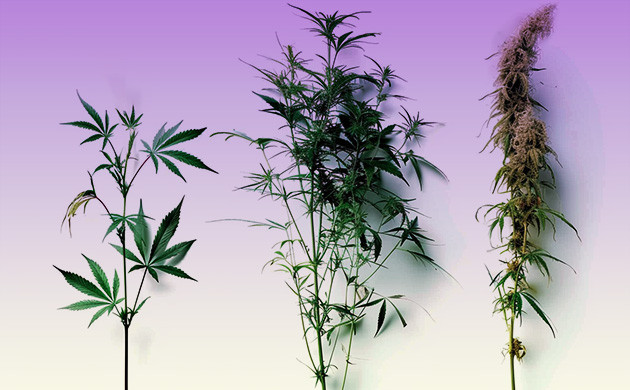 Селекционеры и их вклад в разнообразие сортов