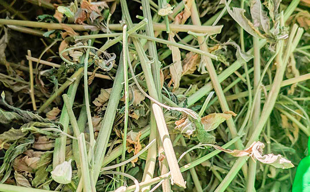 Для чего нужна переработка стеблей и корней конопли