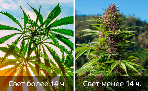 Световой день