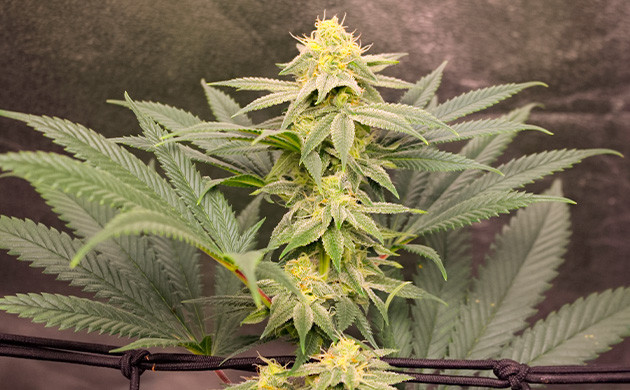 Sugar Bomb Punch дневник по выращиванию