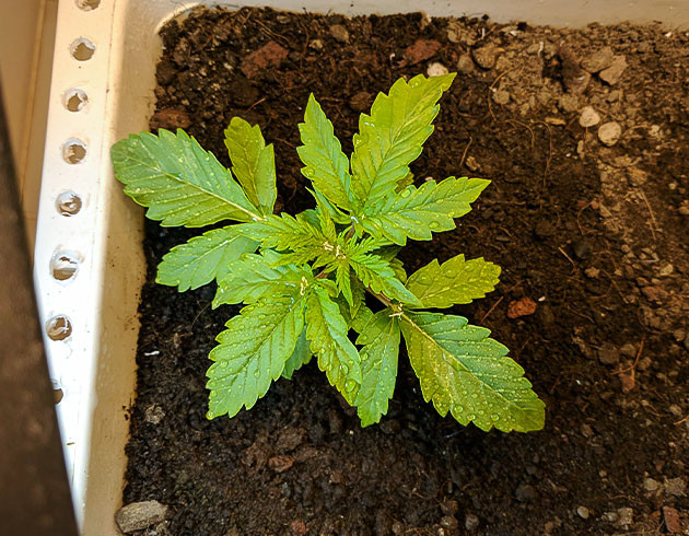 Johnny Cage Auto дневник по выращиванию