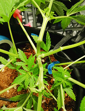 Растишка ростом 30 см