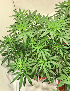 Точки роста соцветий