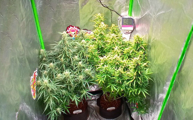 Кусты на 8 неделе выращивания