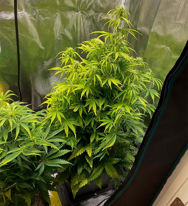 Пожелтевшие листья конопли