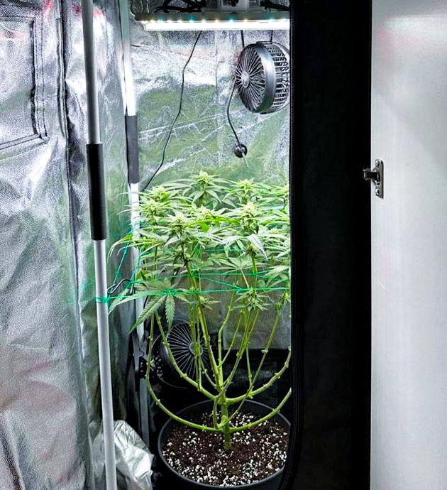 Куст Mimosa Evo на фазе цветения