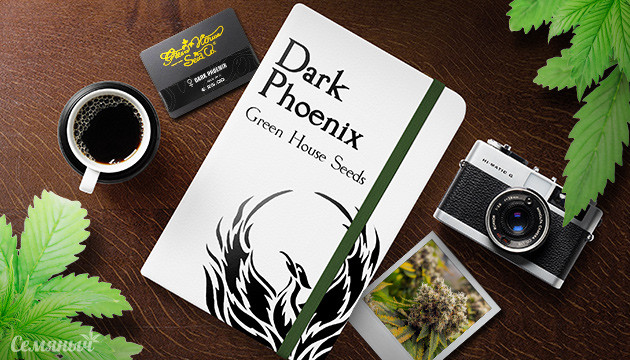 Выращивание сорта Dark Phoenix