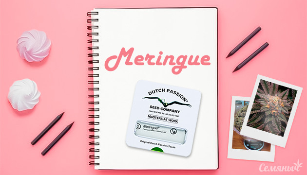 Выращивание сорта Meringue