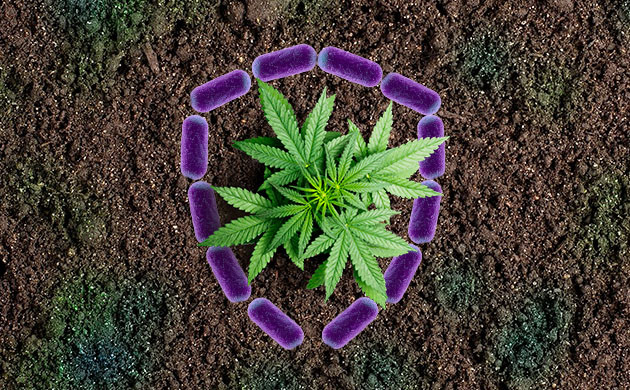 Ризобактерии как защита каннабиса