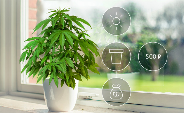 Конопля на подоконнике