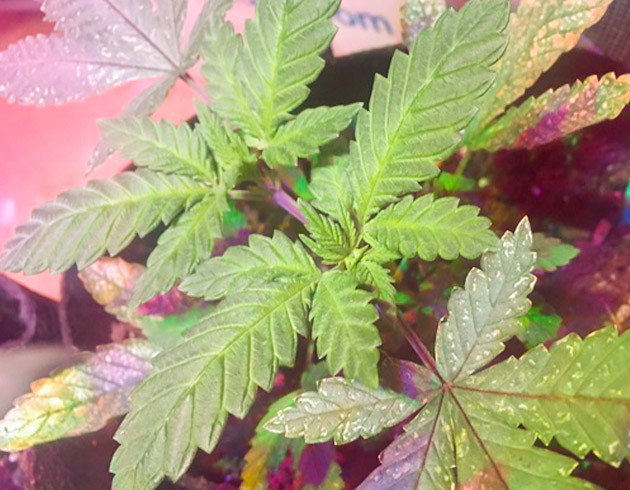 Каннабис в новой палатке под новым освещением