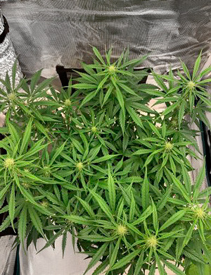 Куст на шестой неделе выращивания