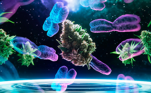 Триплоиды: эволюция растений