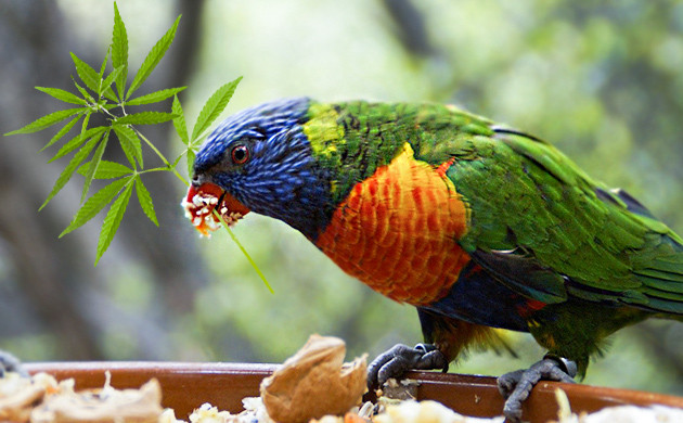 Корм для птиц из конопли