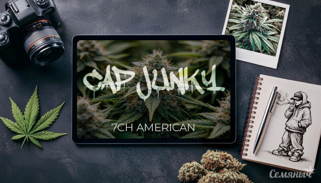 Гроурепорт сорта Cap Junky от 7CH American