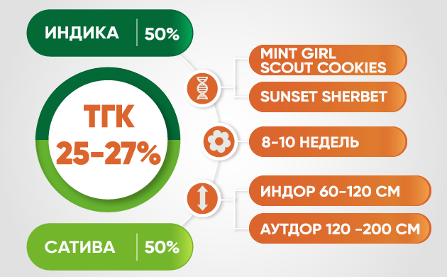 Характеристики сорта Gelato