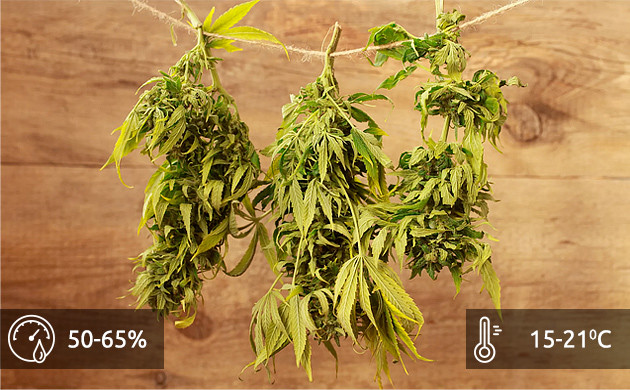 Условия сушки конопли