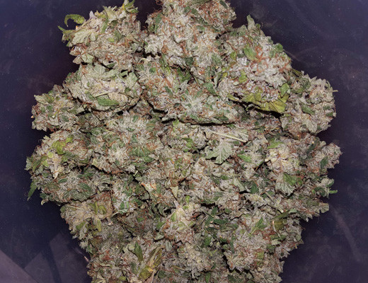 Срезанные шишки Auto White widow